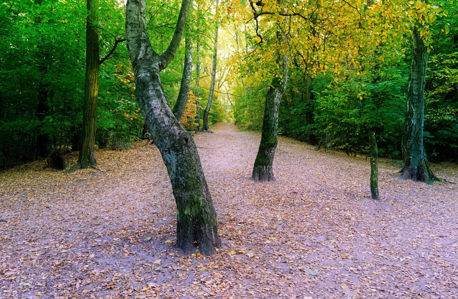 wald